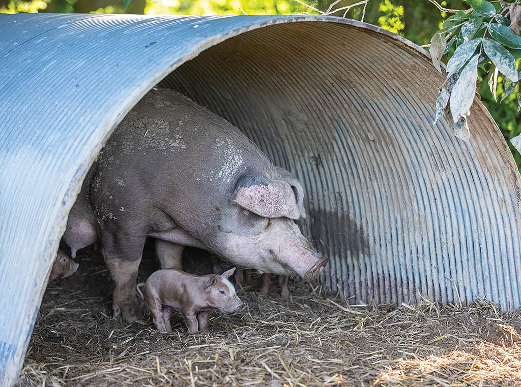sow and piglet under corrugated arch