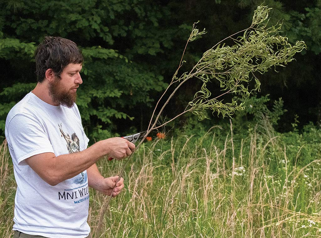 man with beard snipping willow branches