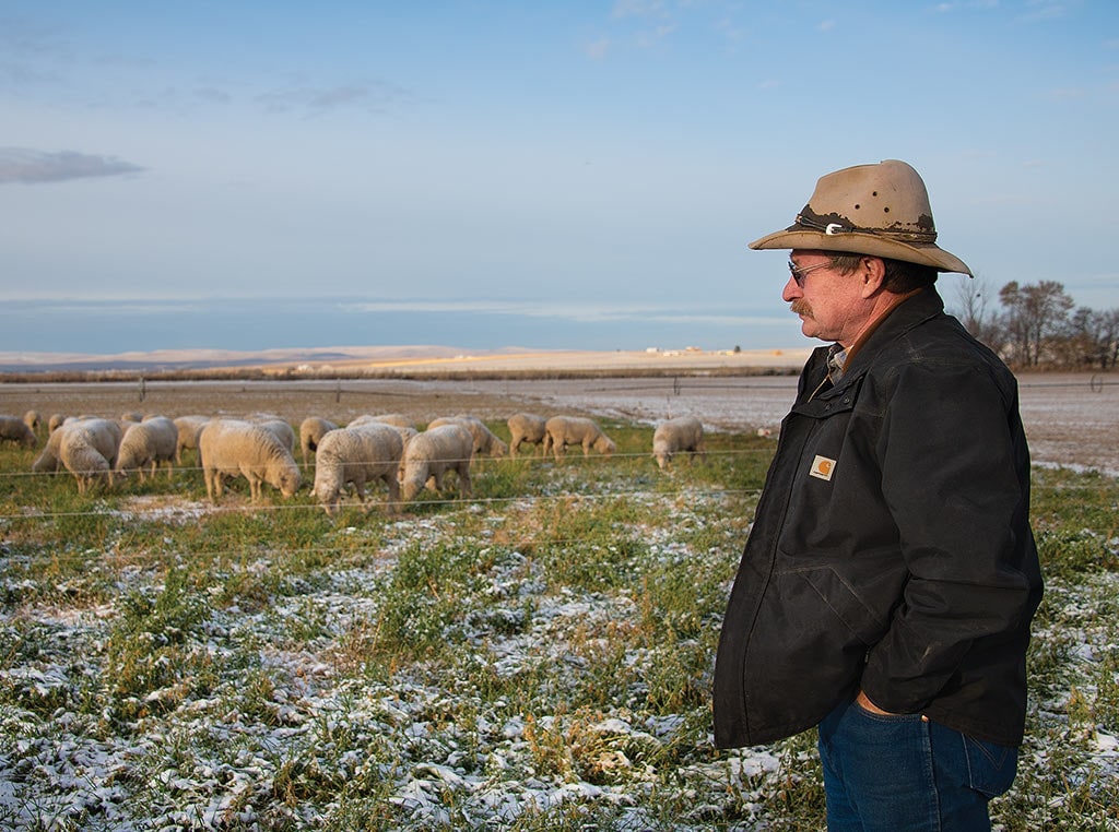 man with hat and sunglasses looking out at sheep in field