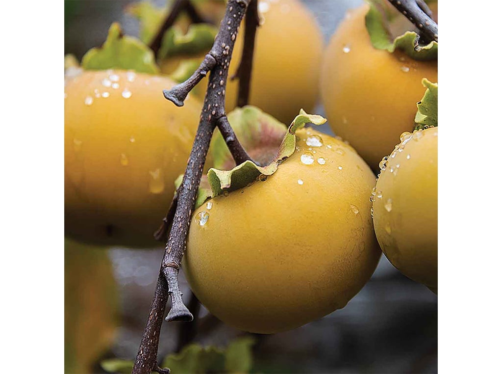 closeup of persimmons