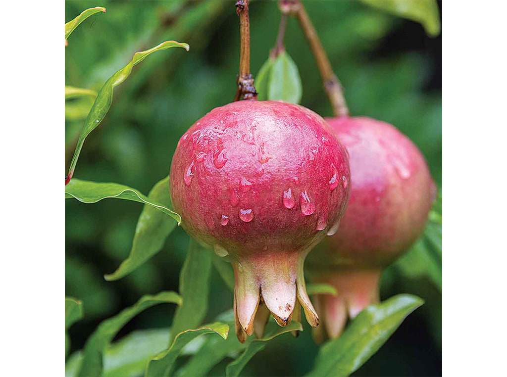 closeup of pomegranates