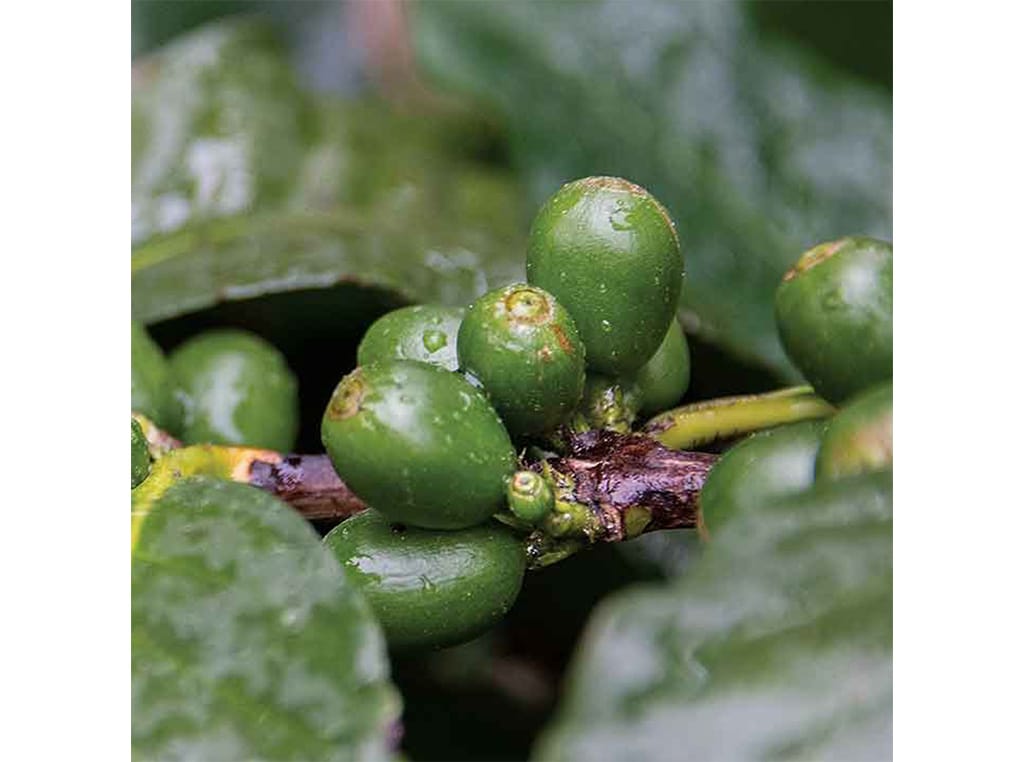 closeup of California coffee beans