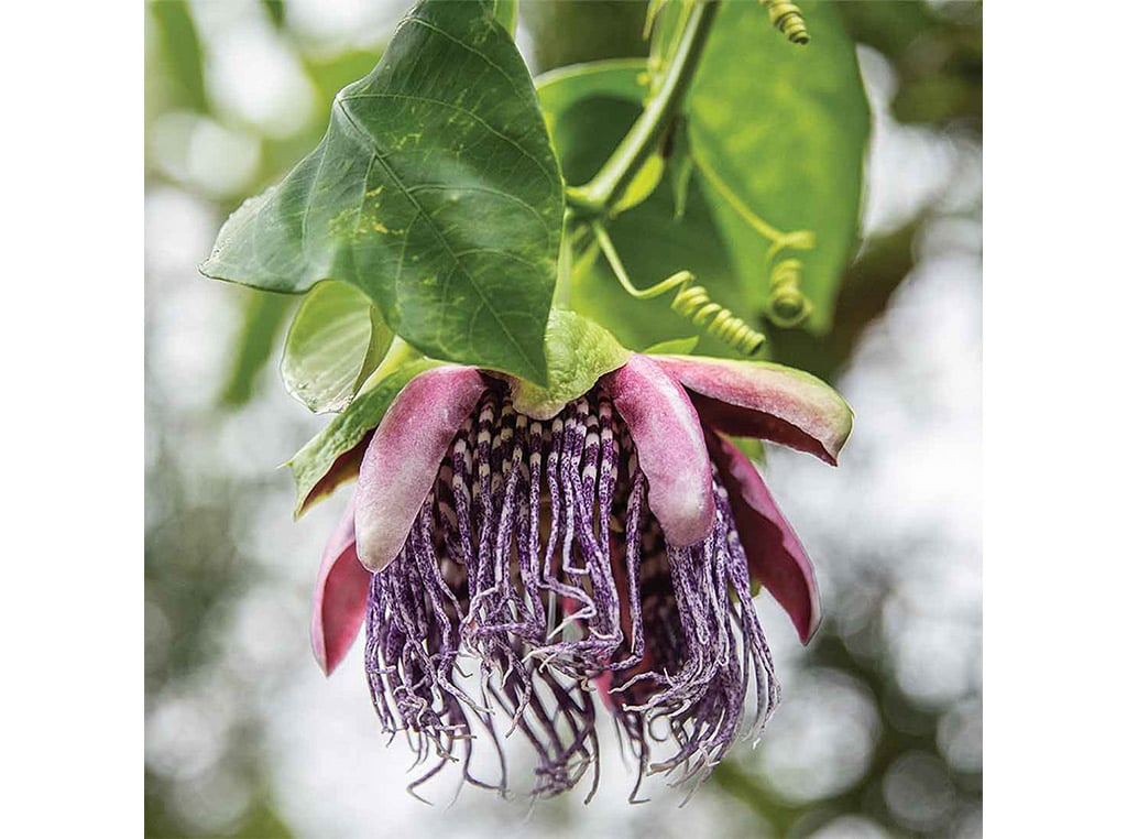 closeup of passionfruit flower