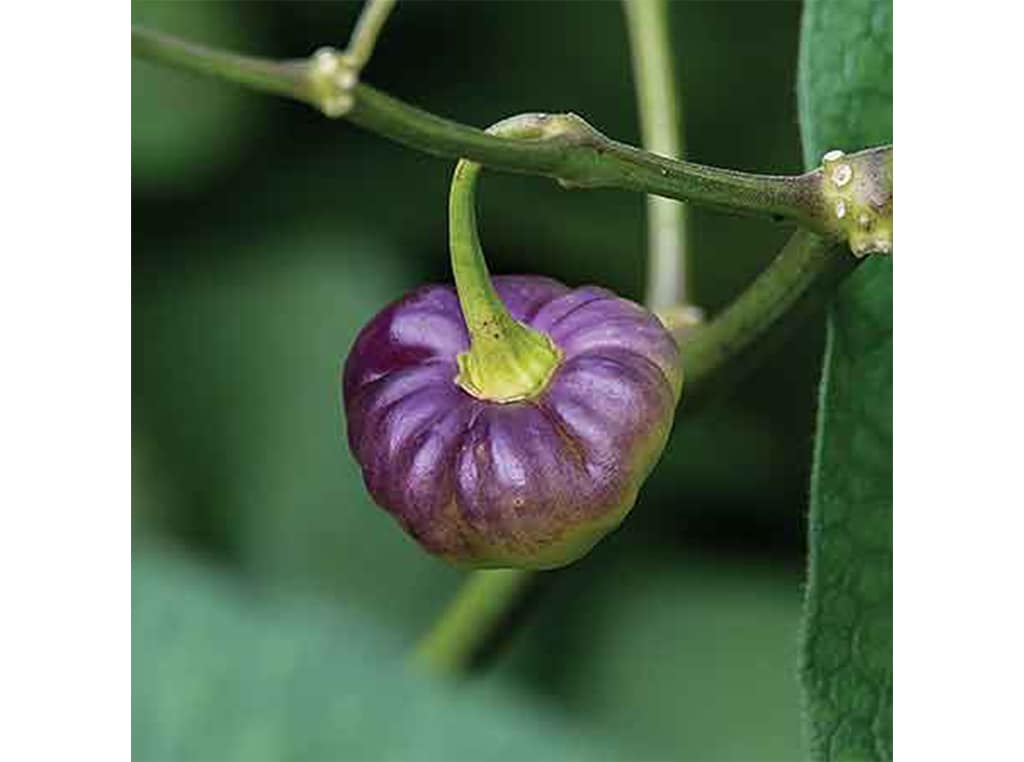 closeup of Saipan cherry