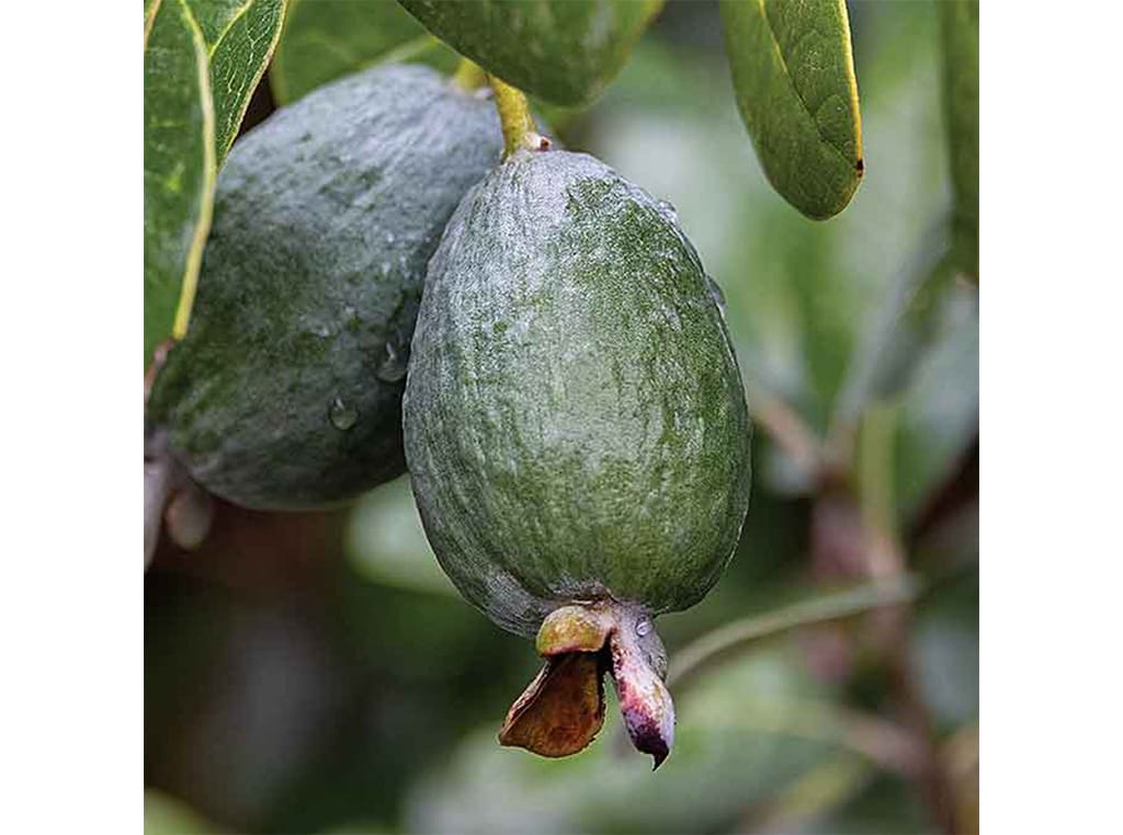 closeup of pineapple guava