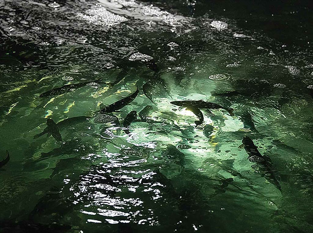 salmon swimming in dark water with light shining underneath