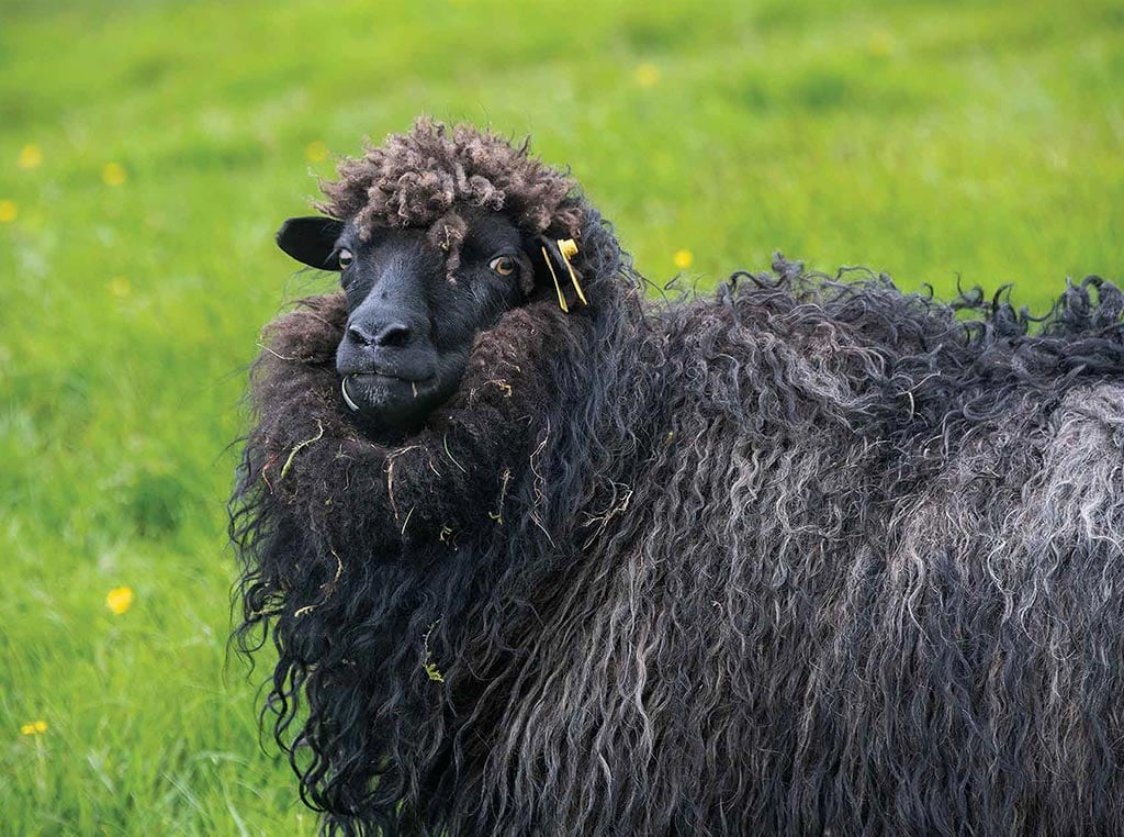 black and grey sheep with grass in the background
