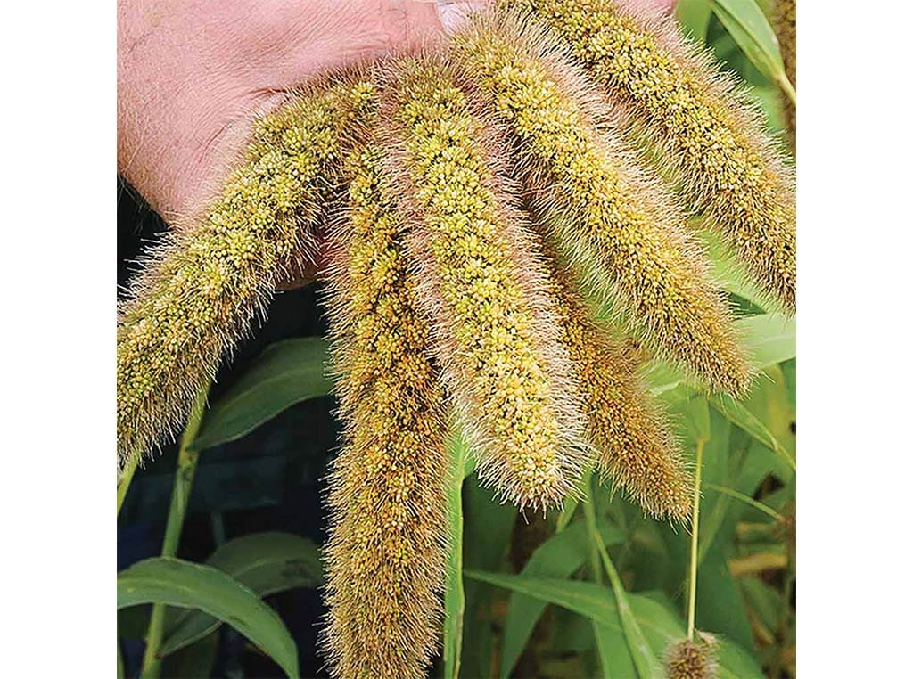 two hands holding six stalks of millet