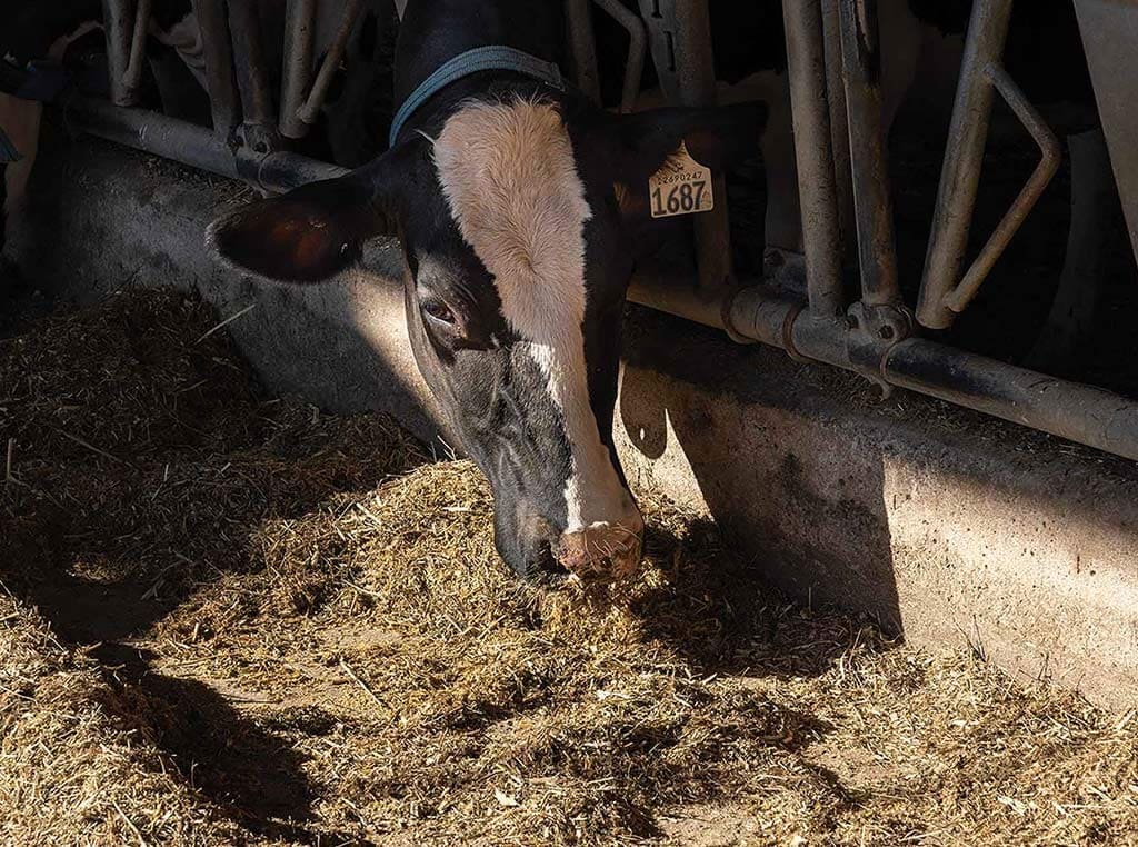 Cow with tag on ear eating 