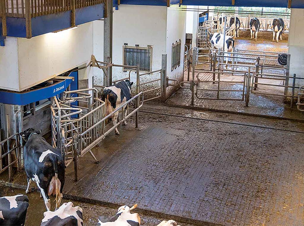 an overhead view of cow enclosure