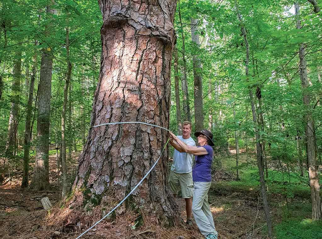 two men standing at the base to very large tree