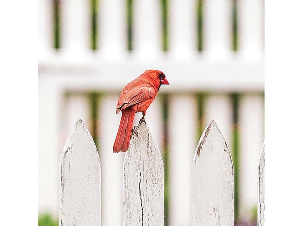 closeup of a red cardinal perched on a white picket fence