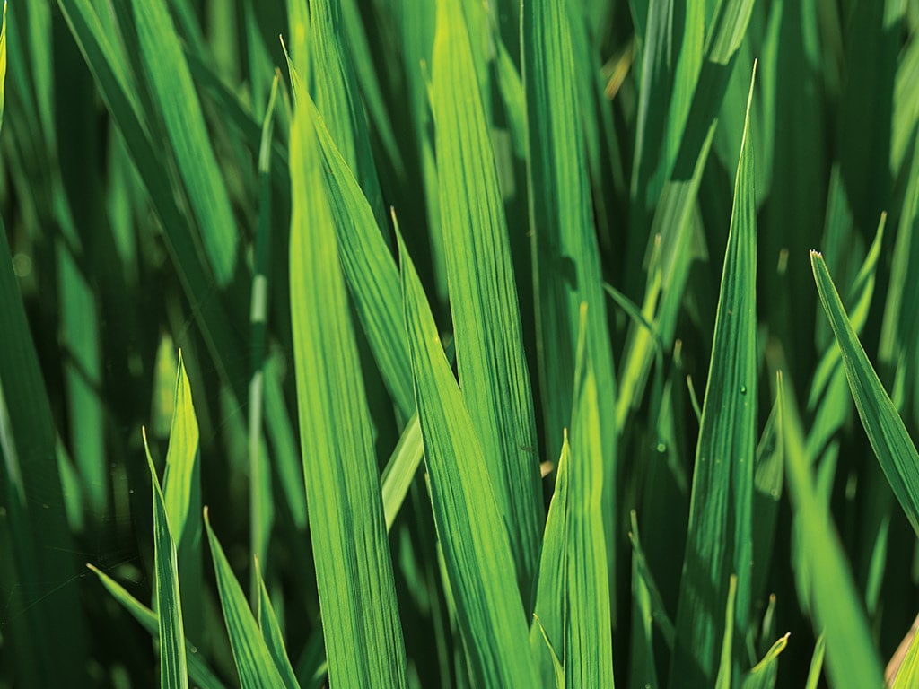 Closeup of blades of grass