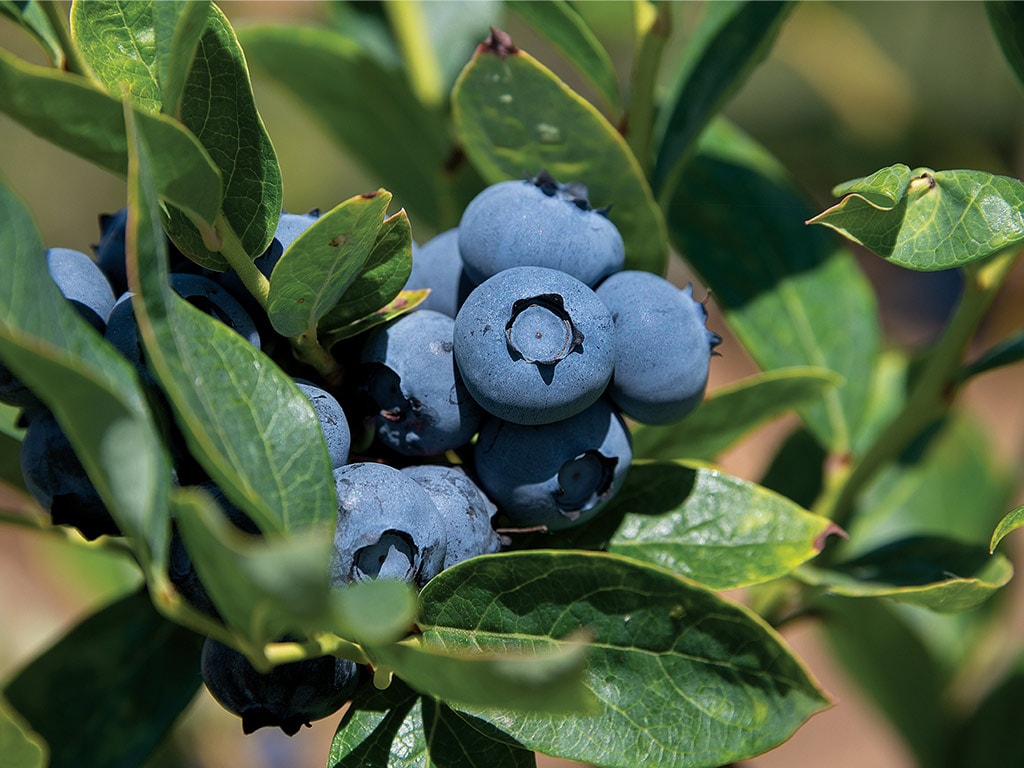 closeup of blueberries on the bush