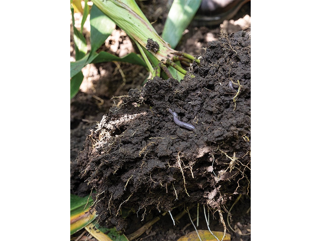 closeup of worms inside dirt under green plant