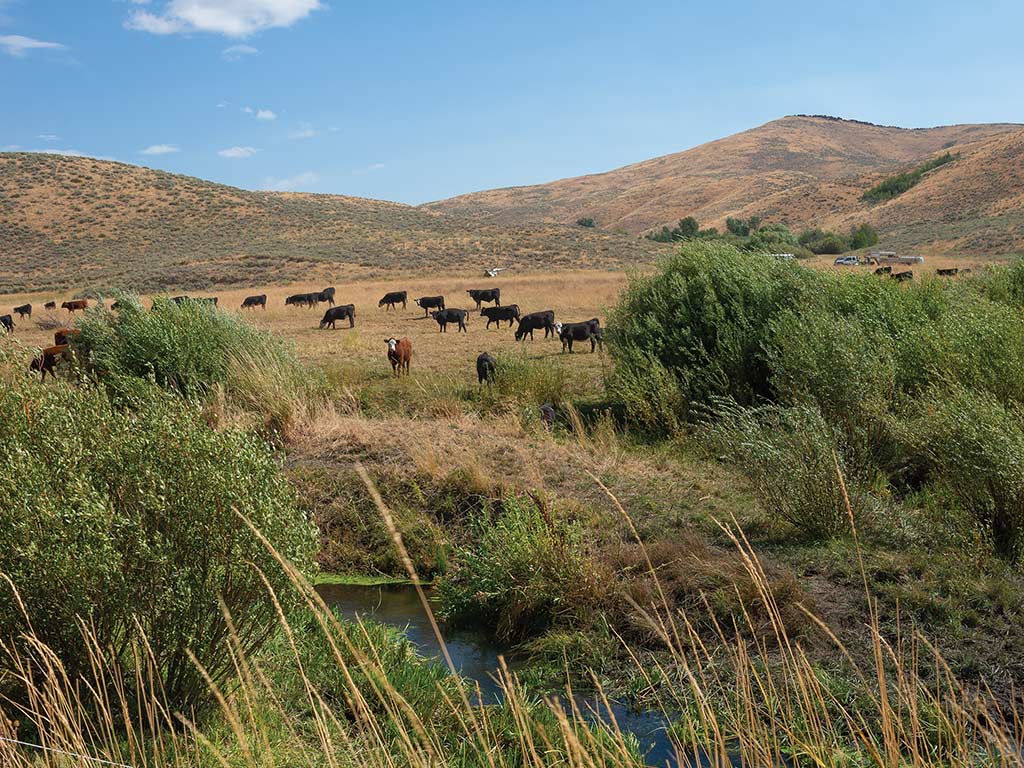 Cattle in a field surrounded by hills and bushes