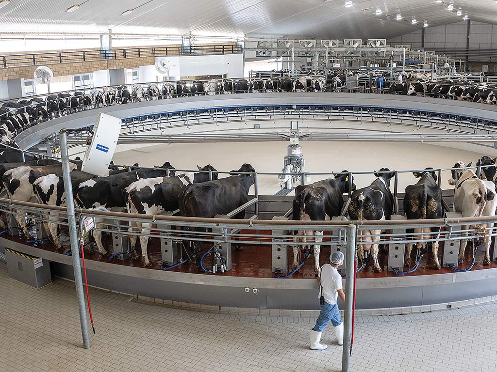 Person walking in an indoor barn that has a group of cattle