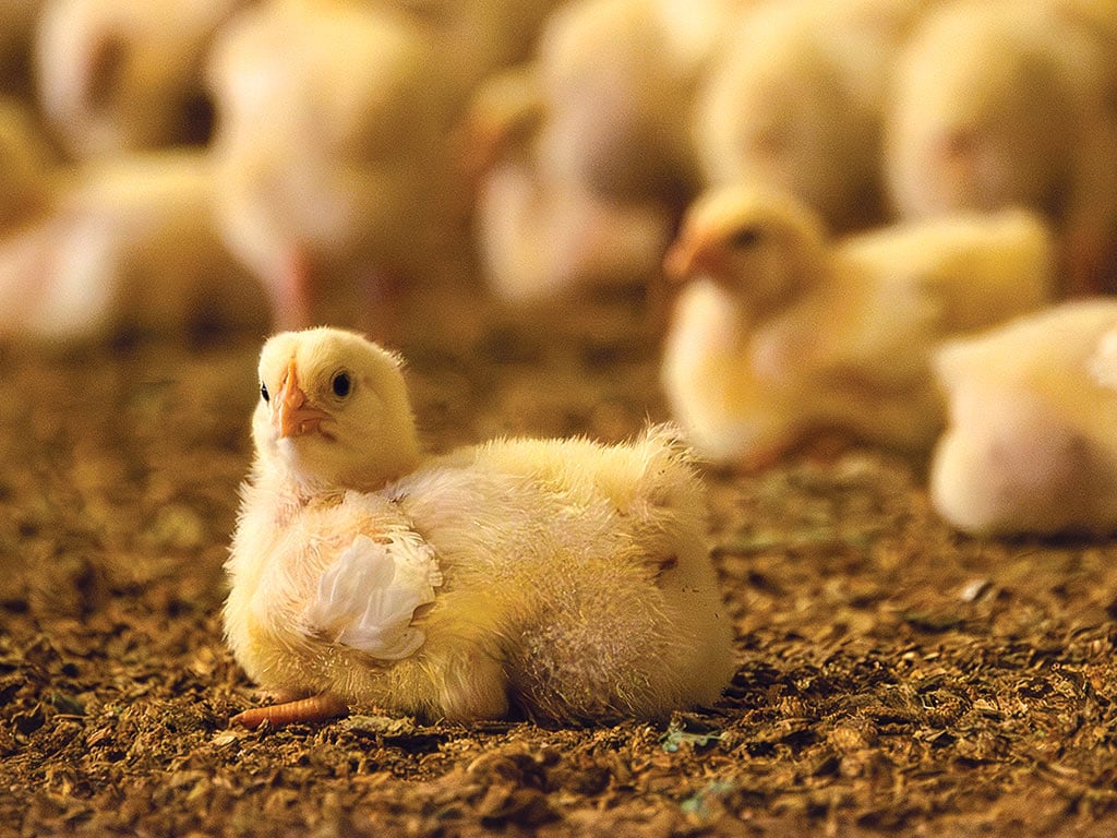 Group of baby chickens laying down on dirt