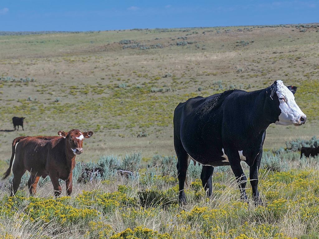Two cows walking through a field 