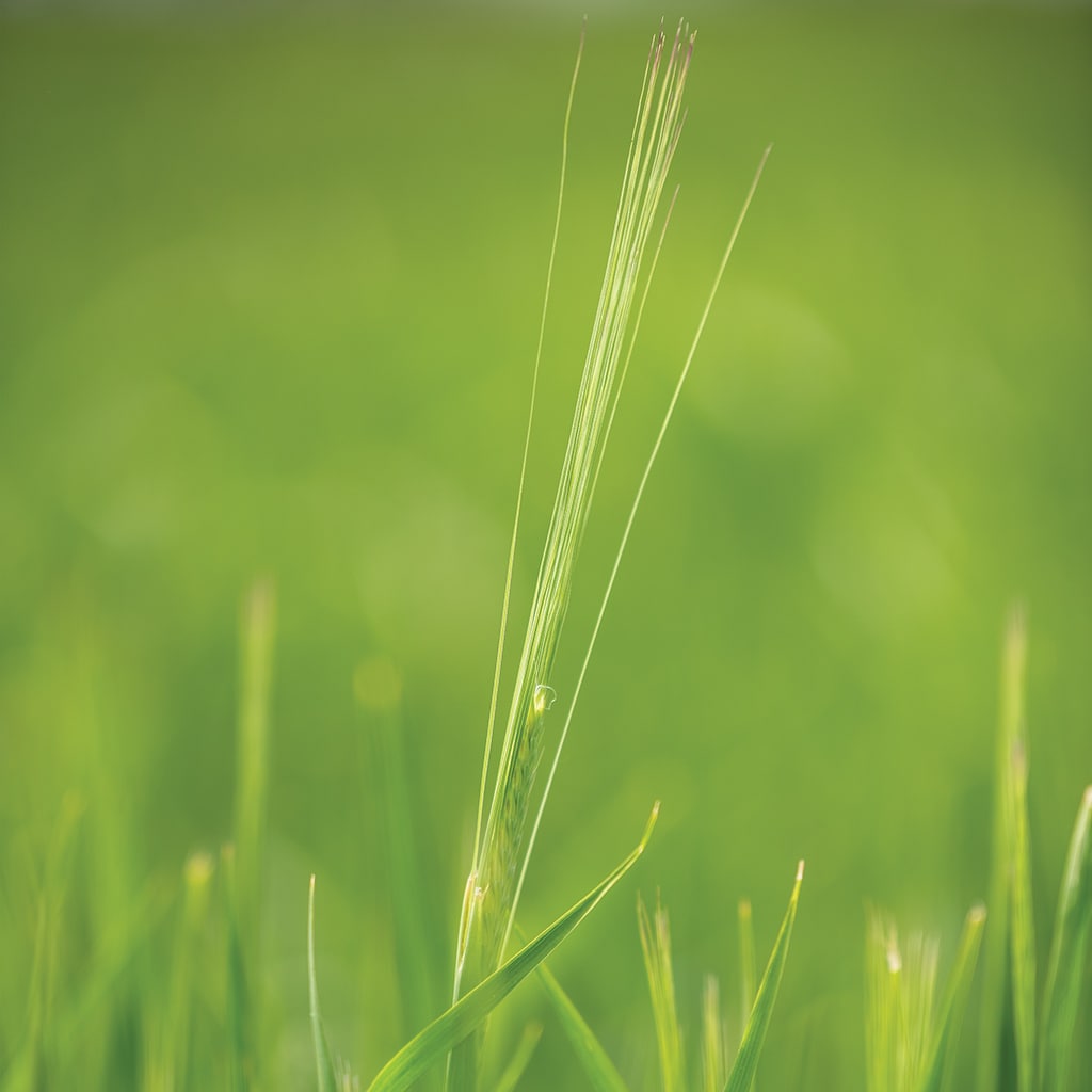 Closeup of green grass