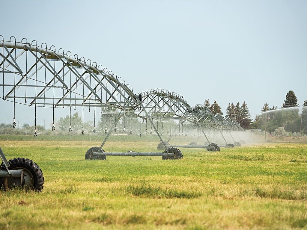 sprinklers irrigating the barley farm