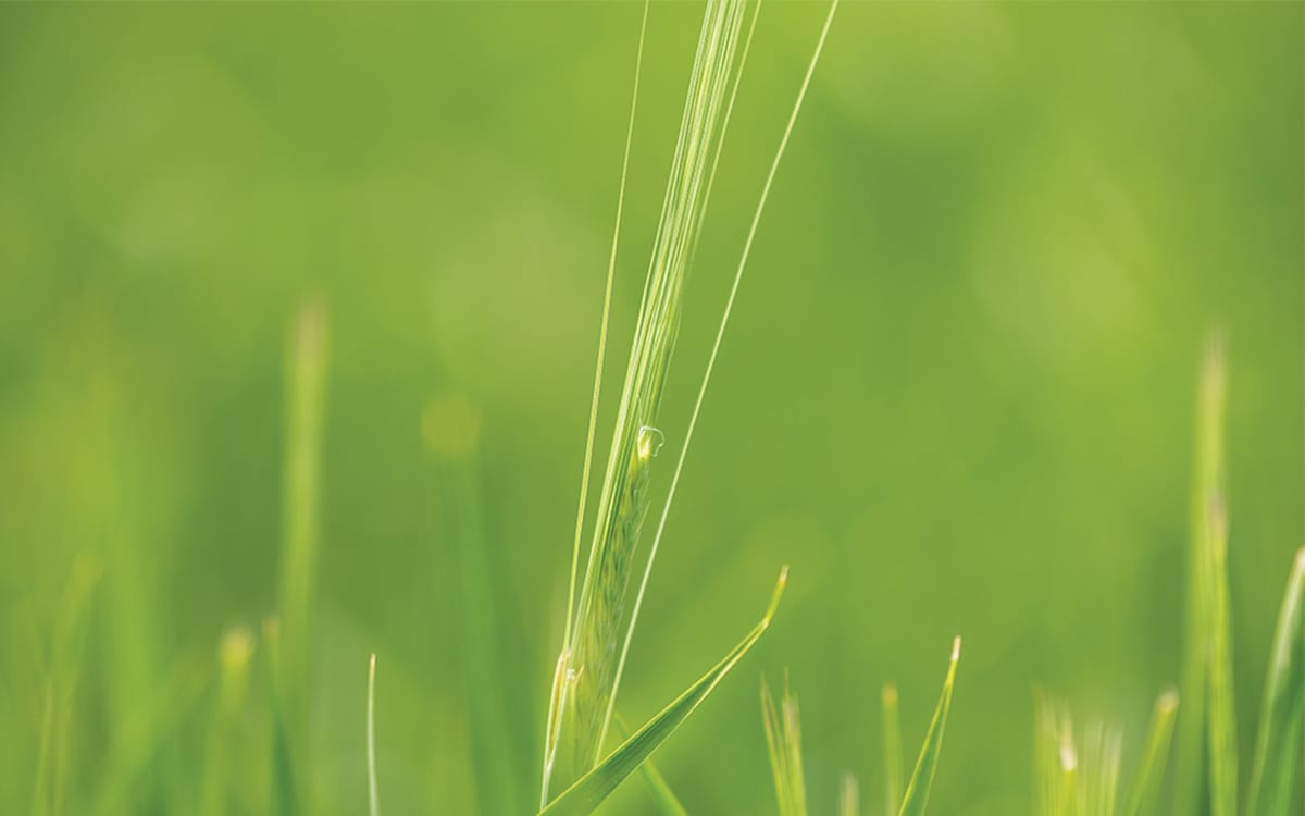 Closeup of green grass