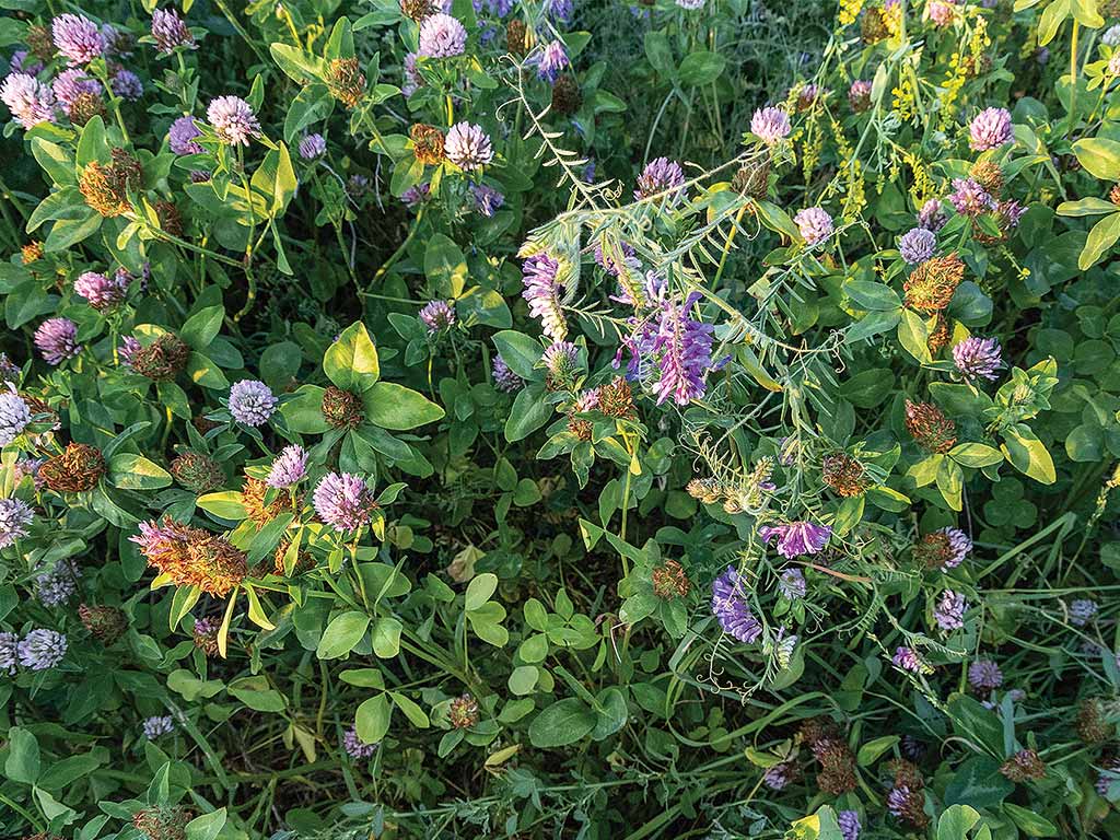 closeup of various pasture grasses for cow grazing