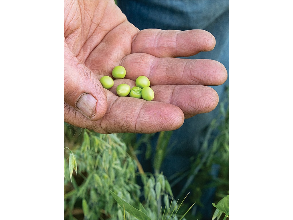 soybeans in a person's hand