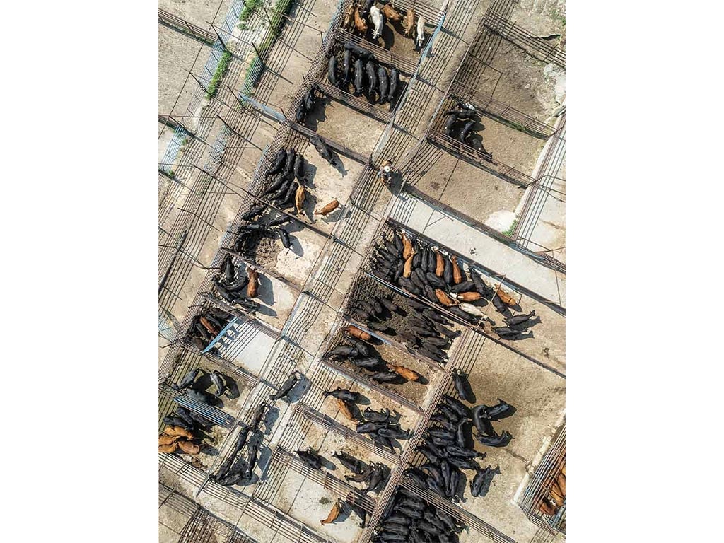 Birds eye view of cattle in a fenced pen space
