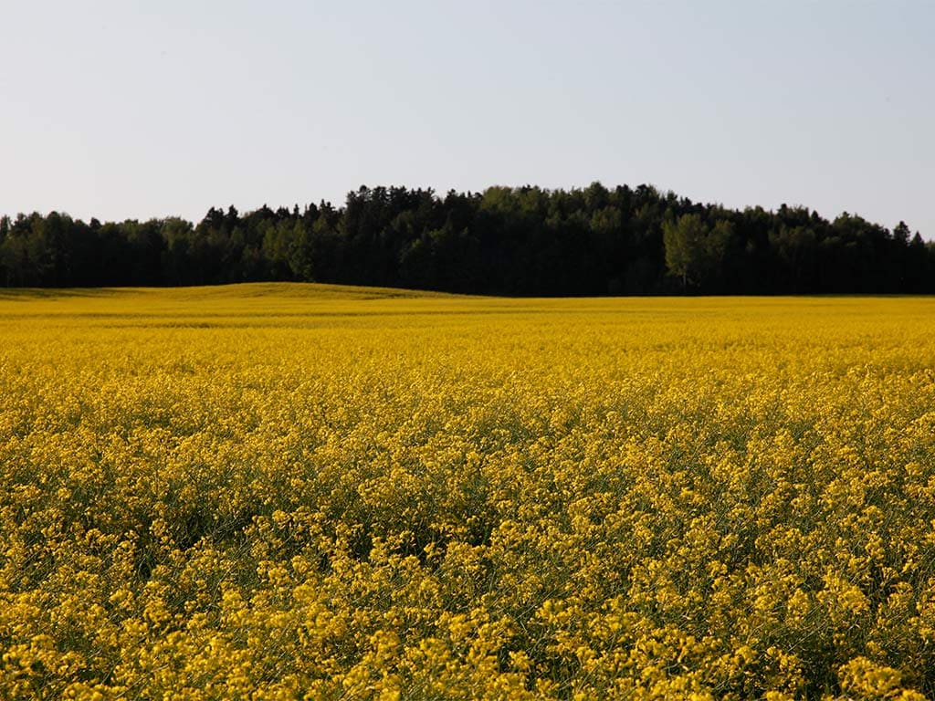 Canola crusher with yellow liquid seeping from between rungs