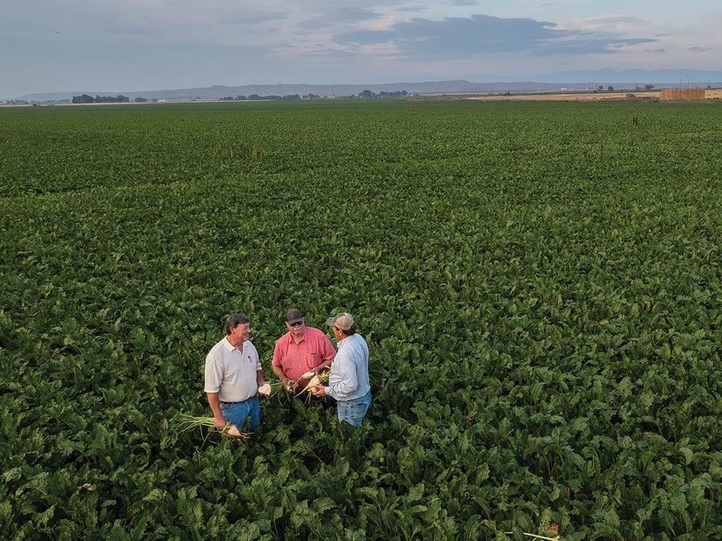 Sprawling field of sugar beet plants with mountains in the far off background