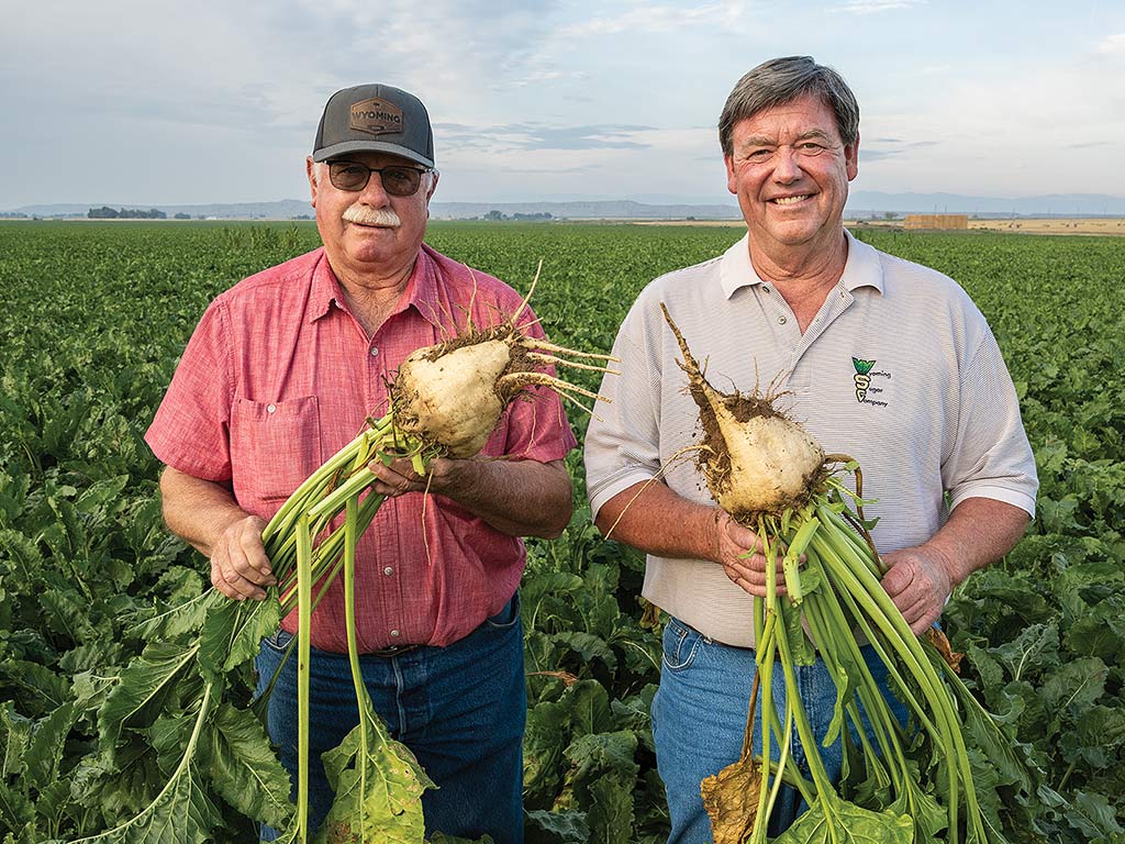 two farmers holding sugar beets on a farm