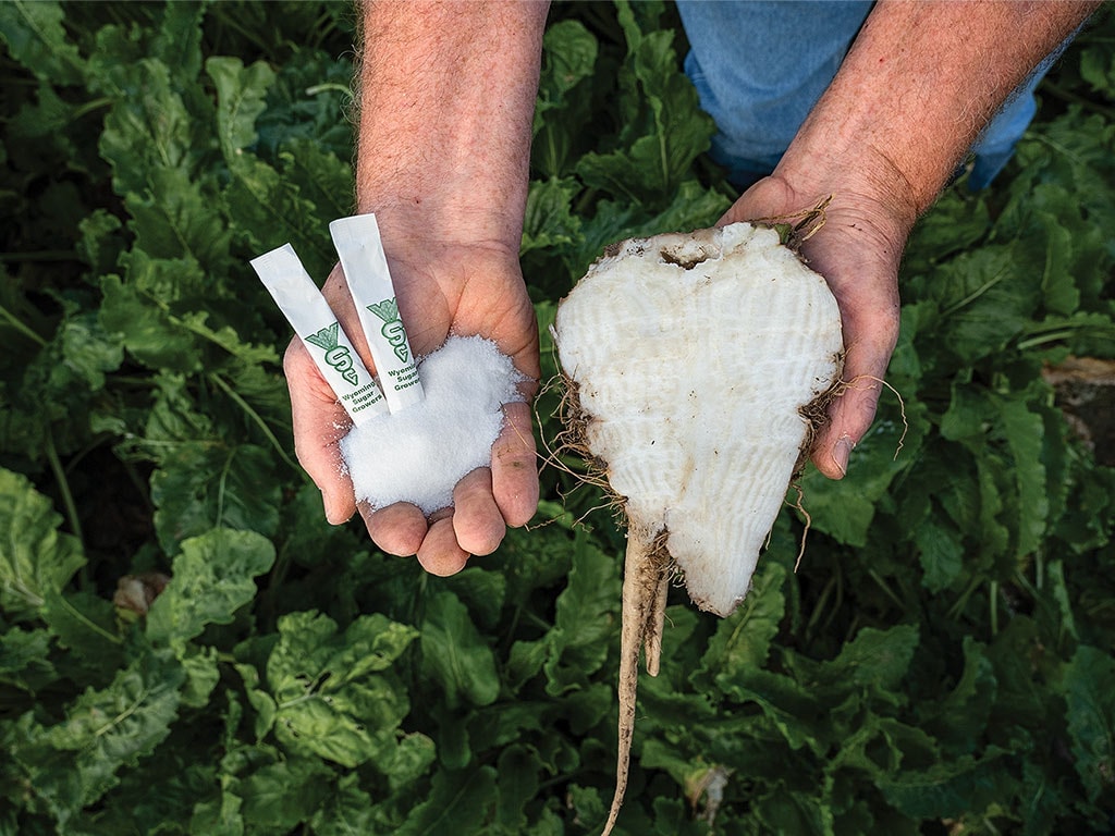 showing a half peeled sugar beet and the end product powder sugar