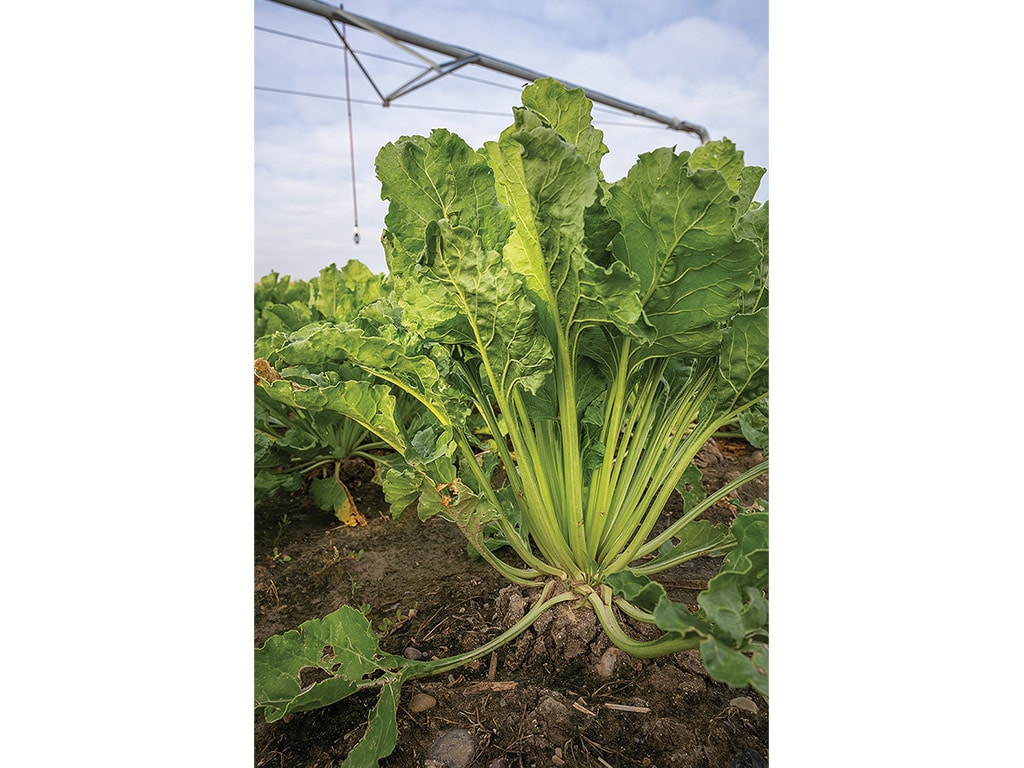 sugar beet plant