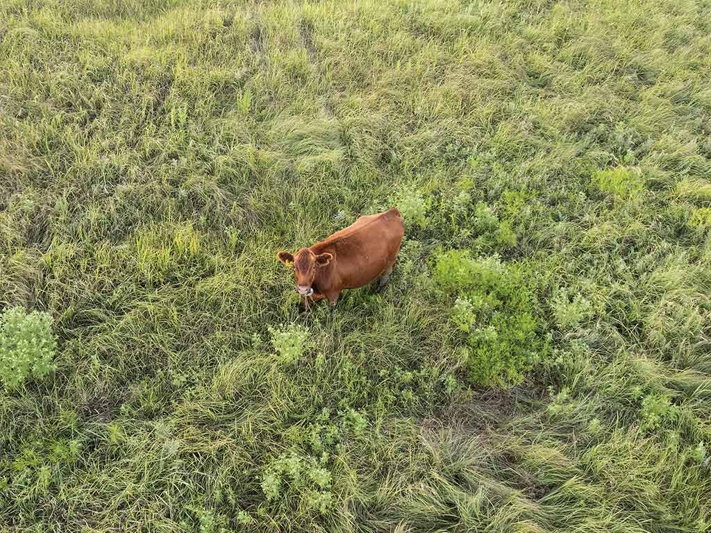 A single brown cow looking up in a field