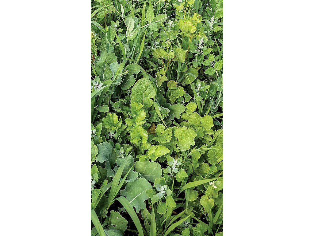 closeup of cover crops