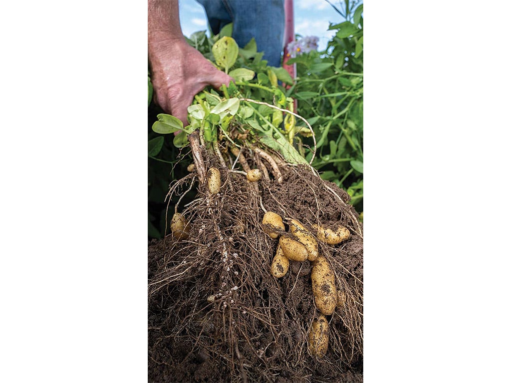 closeup of fingerling potatoes just pulled from the ground