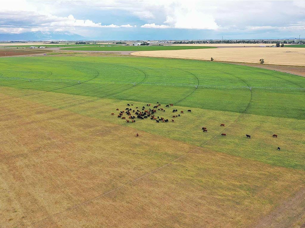 aerial photo of cattle grazing in a half green half golden circular field of grass