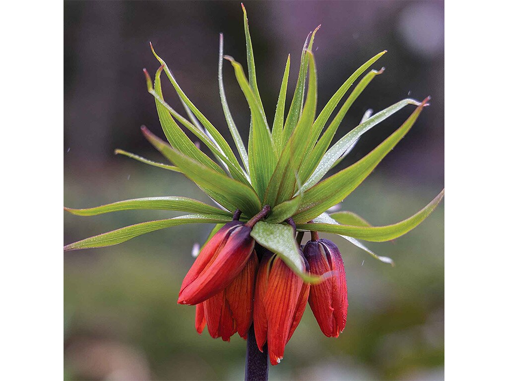 closeup of a spiky plant with hanging crimson and purple flower buds