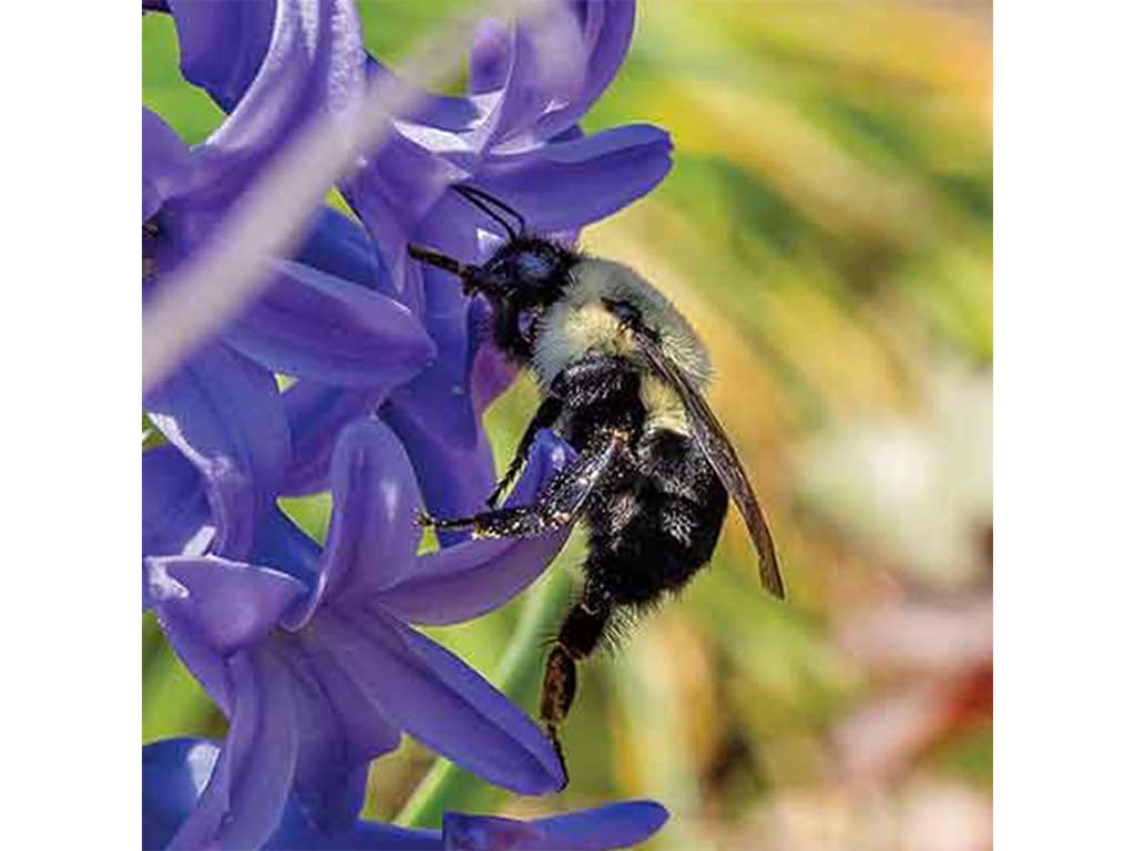 a bee on purple flowers