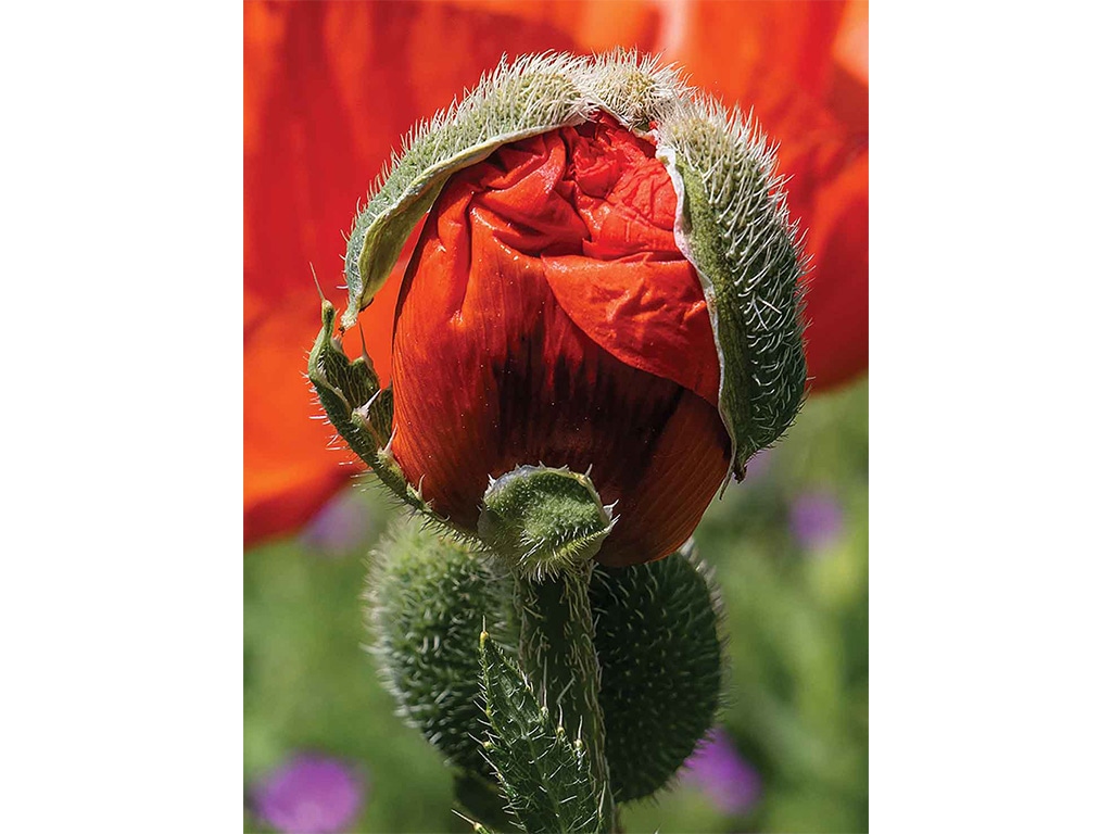 closeup of a fuzzy flower bud pod bursting open with red flower petals wrapped within