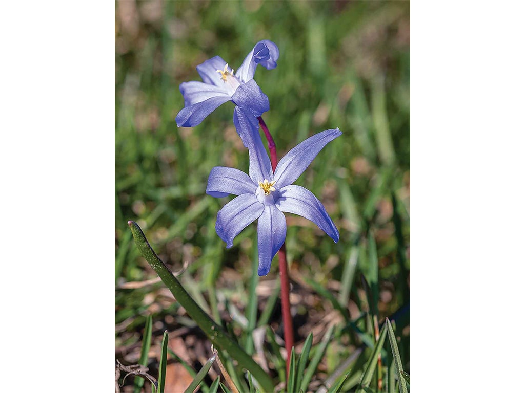 closeup of light purple flowers with long petals