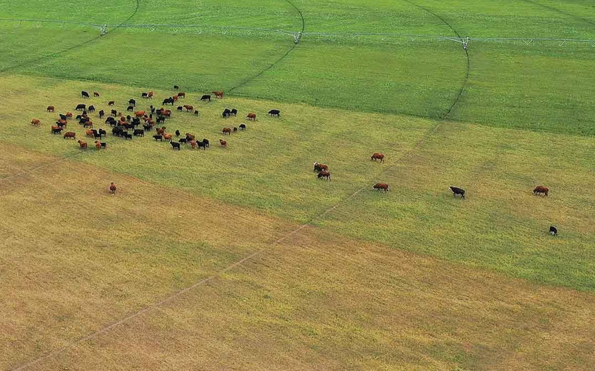 aerial photo of cattle grazing in a half green half golden circular field of grass