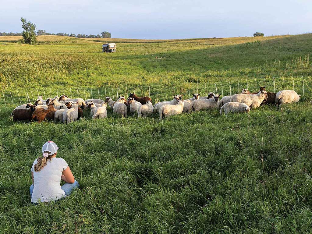 a person sitting cross-legged in a field looking at a herd of sheep