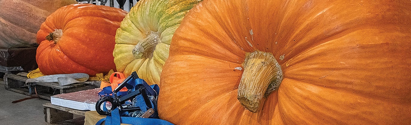 closeup of a pumpkin