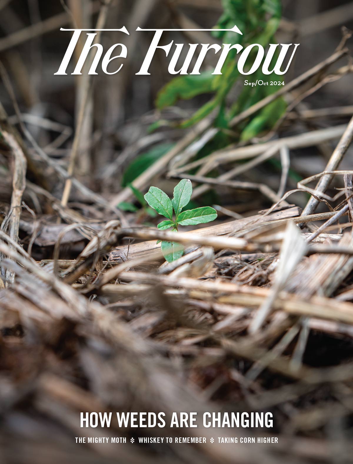 weeds and sticks on the ground