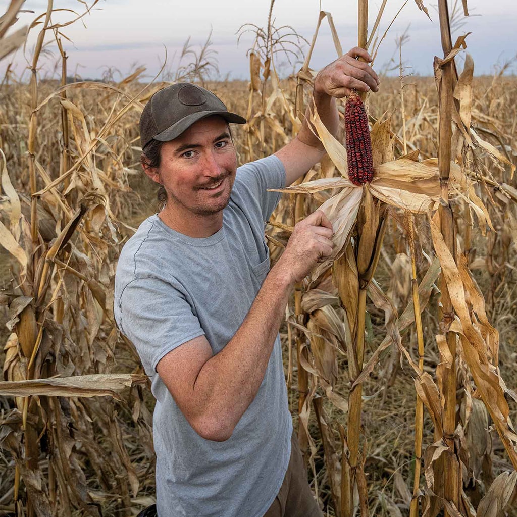 a person shucking an ear of red corn on the stalk