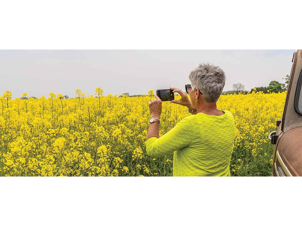 Farmer in neon yellow shirt taking photo of bright yellow canola crops