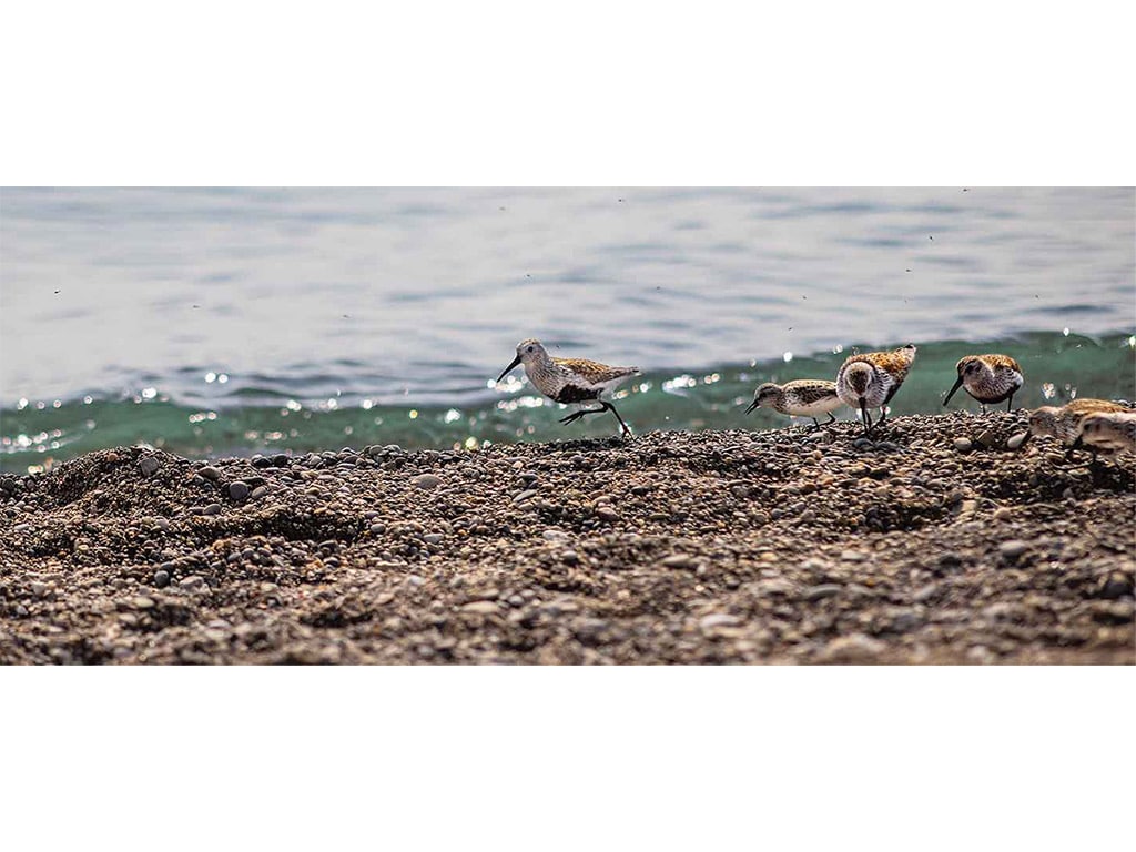 small black and white birds on a shore