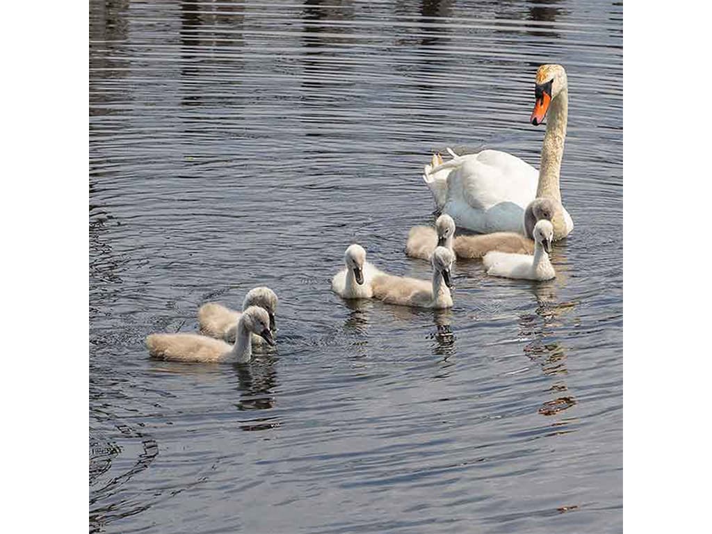 a goose and its cygnets in water